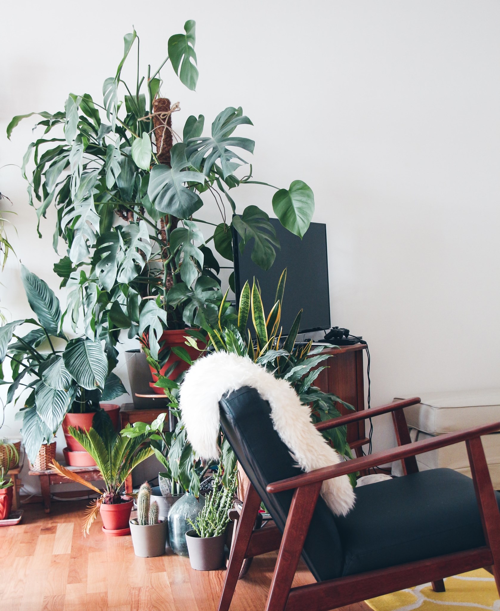 5 low-maintenance houseplants